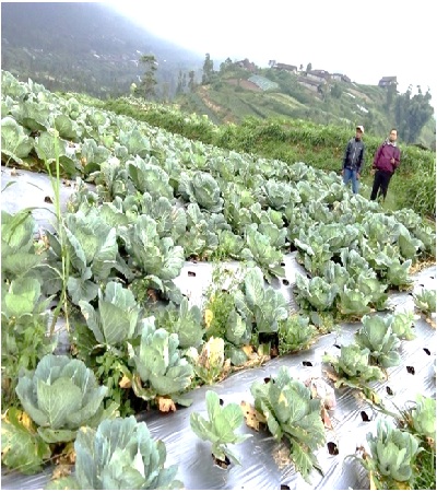 LAHAN PERTANIAN SAYUR KOL MILIK NASABAH A/N SADIMAN